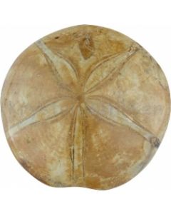 Forstenet Søpindsvin