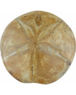 Forstenet Søpindsvin